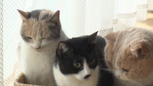 猫パラダイス！『ねこあつめの家』出演キャット秘蔵写真100点（16枚目）