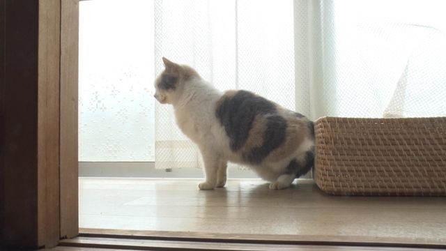 猫パラダイス！『ねこあつめの家』出演キャット秘蔵写真100点（18枚目）