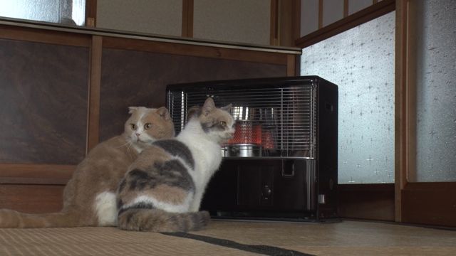 猫パラダイス！『ねこあつめの家』出演キャット秘蔵写真100点（19枚目）