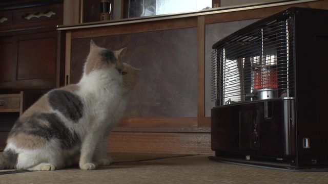 猫パラダイス！『ねこあつめの家』出演キャット秘蔵写真100点（20枚目）