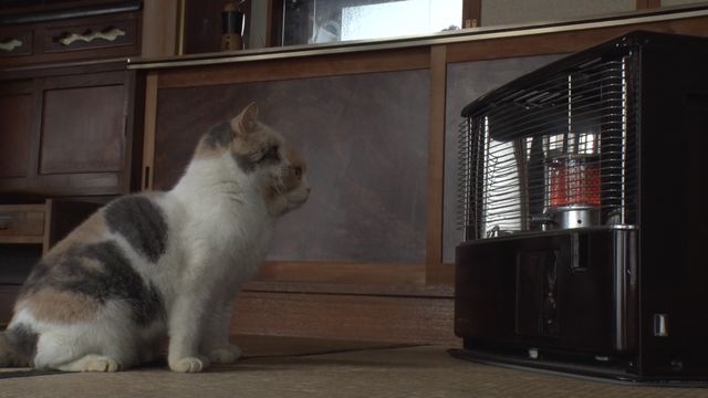 猫パラダイス！『ねこあつめの家』出演キャット秘蔵写真100点（21枚目）