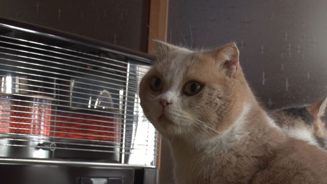 猫パラダイス！『ねこあつめの家』出演キャット秘蔵写真100点（22枚目）