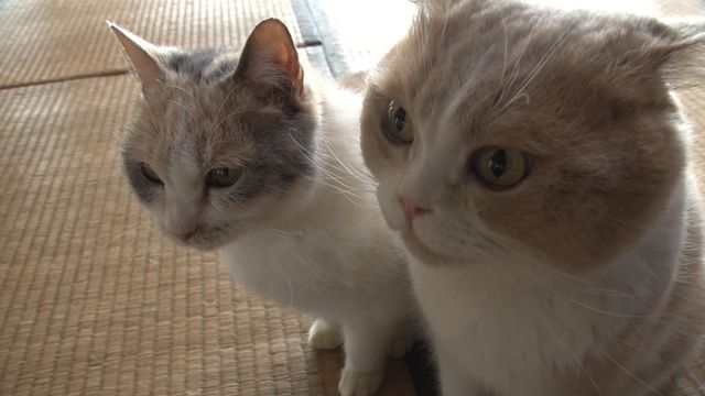 猫パラダイス！『ねこあつめの家』出演キャット秘蔵写真100点（23枚目）