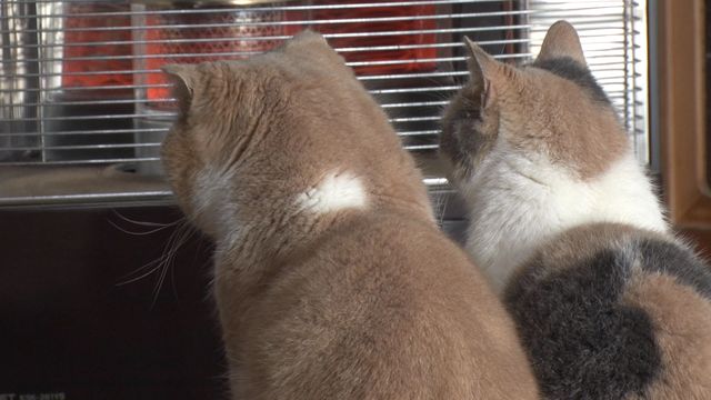 猫パラダイス！『ねこあつめの家』出演キャット秘蔵写真100点（24枚目）