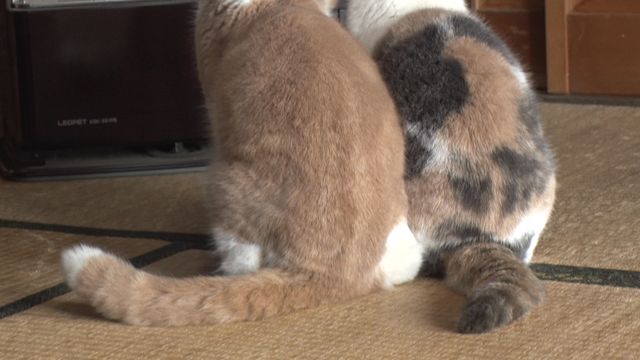 猫パラダイス！『ねこあつめの家』出演キャット秘蔵写真100点（25枚目）