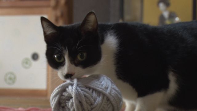 猫パラダイス！『ねこあつめの家』出演キャット秘蔵写真100点（26枚目）