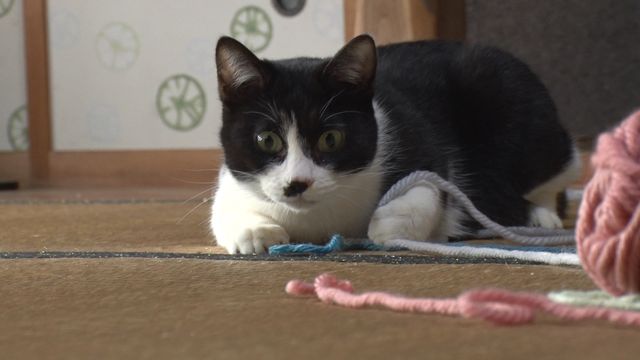 猫パラダイス！『ねこあつめの家』出演キャット秘蔵写真100点（28枚目）