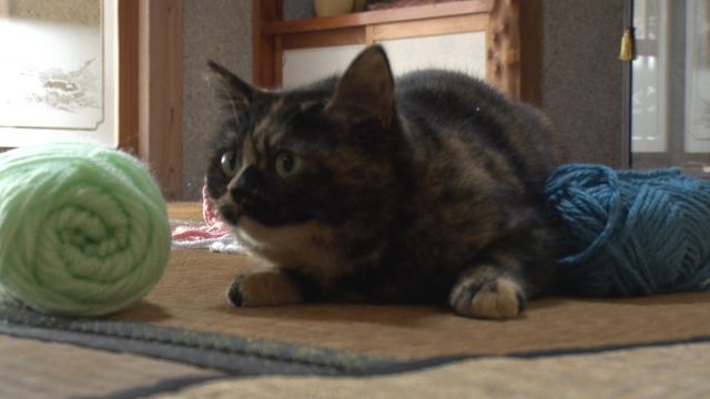 猫パラダイス！『ねこあつめの家』出演キャット秘蔵写真100点（30枚目）