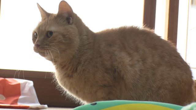 猫パラダイス！『ねこあつめの家』出演キャット秘蔵写真100点（31枚目）