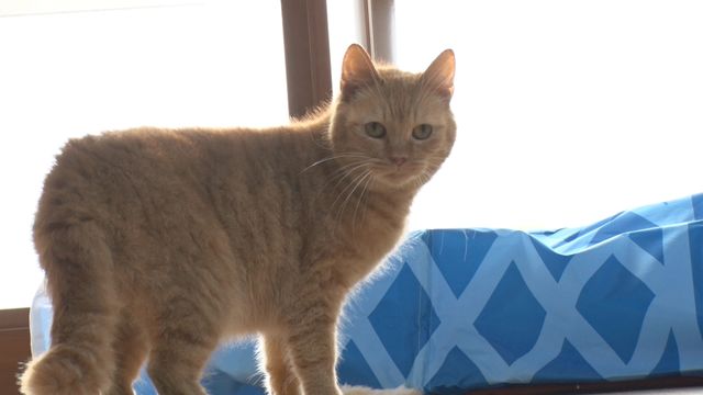 猫パラダイス！『ねこあつめの家』出演キャット秘蔵写真100点（32枚目）