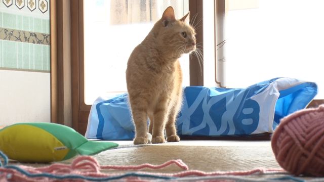 猫パラダイス！『ねこあつめの家』出演キャット秘蔵写真100点（33枚目）