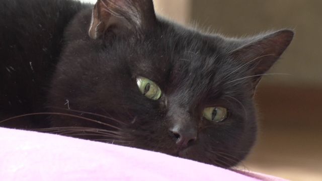 猫パラダイス！『ねこあつめの家』出演キャット秘蔵写真100点（35枚目）