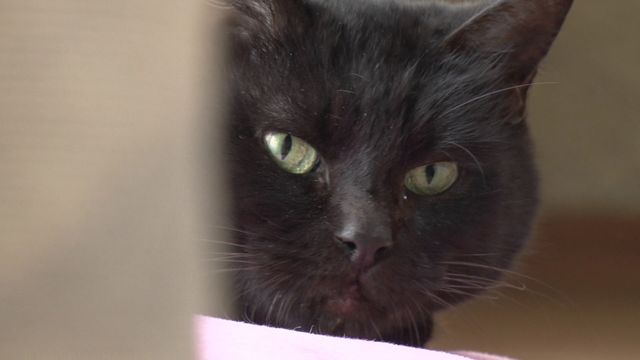 猫パラダイス！『ねこあつめの家』出演キャット秘蔵写真100点（36枚目）