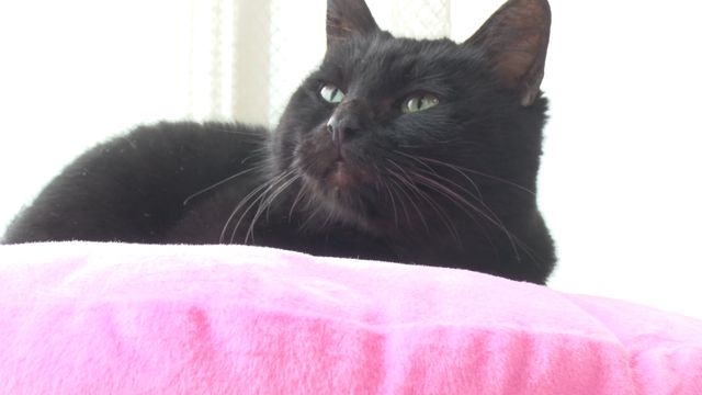 猫パラダイス！『ねこあつめの家』出演キャット秘蔵写真100点（37枚目）