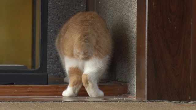 猫パラダイス！『ねこあつめの家』出演キャット秘蔵写真100点（39枚目）