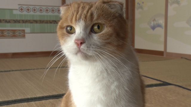 猫パラダイス！『ねこあつめの家』出演キャット秘蔵写真100点（41枚目）