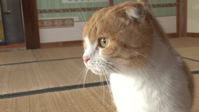 猫パラダイス！『ねこあつめの家』出演キャット秘蔵写真100点（42枚目）