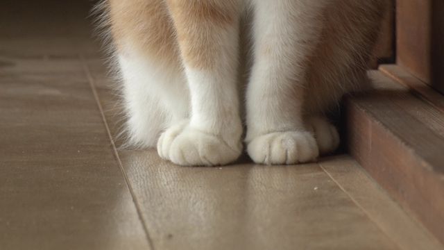 猫パラダイス！『ねこあつめの家』出演キャット秘蔵写真100点（44枚目）