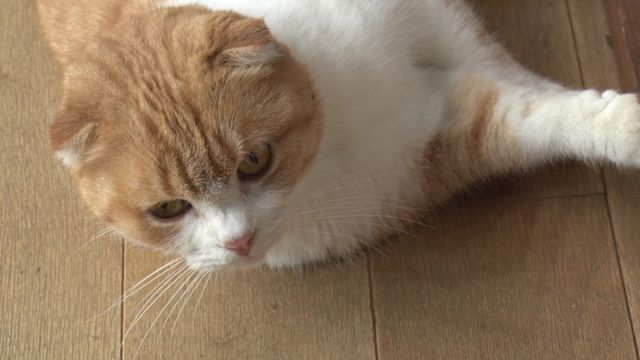 猫パラダイス！『ねこあつめの家』出演キャット秘蔵写真100点（46枚目）