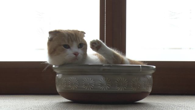 猫パラダイス！『ねこあつめの家』出演キャット秘蔵写真100点（47枚目）