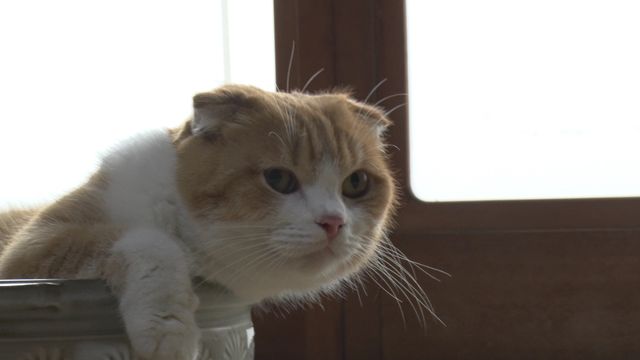 猫パラダイス！『ねこあつめの家』出演キャット秘蔵写真100点（48枚目）