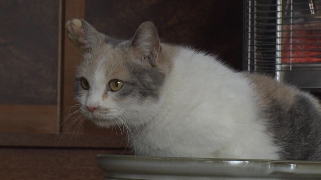 猫パラダイス！『ねこあつめの家』出演キャット秘蔵写真100点（49枚目）