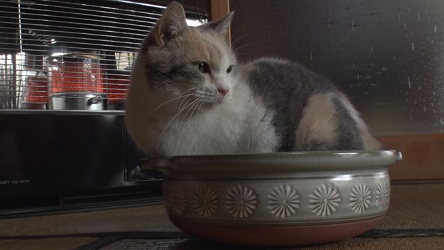 猫パラダイス！『ねこあつめの家』出演キャット秘蔵写真100点（50枚目）