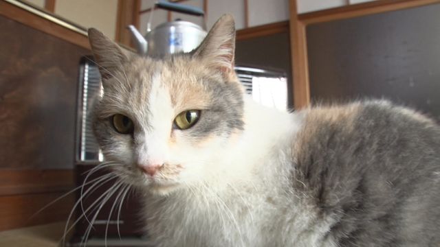 猫パラダイス！『ねこあつめの家』出演キャット秘蔵写真100点（51枚目）