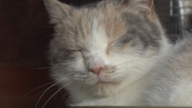 猫パラダイス！『ねこあつめの家』出演キャット秘蔵写真100点（54枚目）