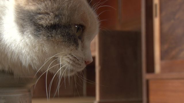 猫パラダイス！『ねこあつめの家』出演キャット秘蔵写真100点（55枚目）