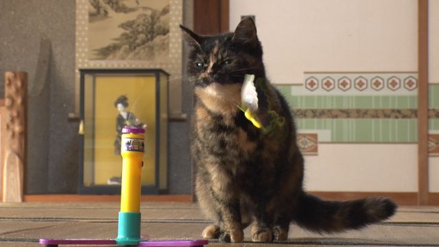 猫パラダイス！『ねこあつめの家』出演キャット秘蔵写真100点（56枚目）