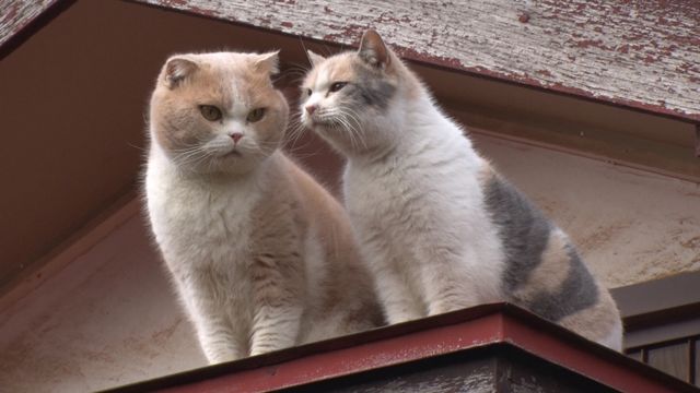 猫パラダイス！『ねこあつめの家』出演キャット秘蔵写真100点（57枚目）