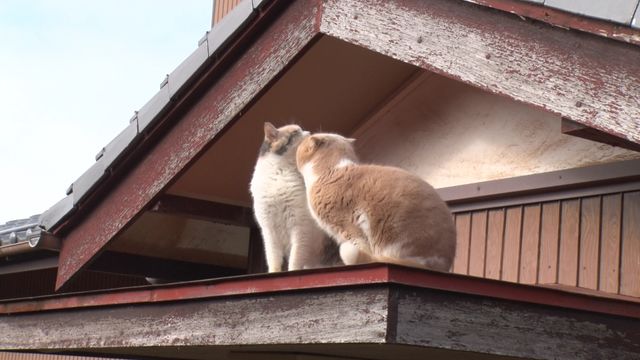 猫パラダイス！『ねこあつめの家』出演キャット秘蔵写真100点（58枚目）