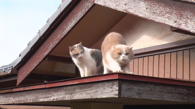 猫パラダイス！『ねこあつめの家』出演キャット秘蔵写真100点（59枚目）