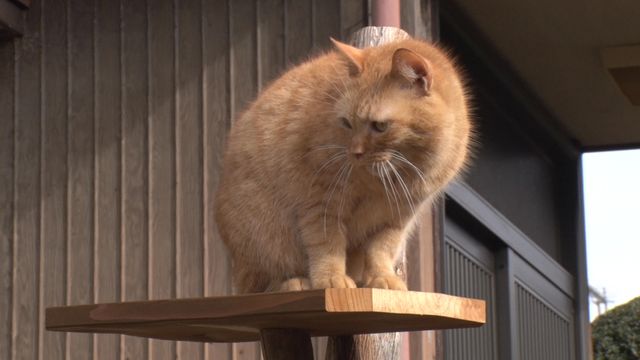 猫パラダイス！『ねこあつめの家』出演キャット秘蔵写真100点（60枚目）