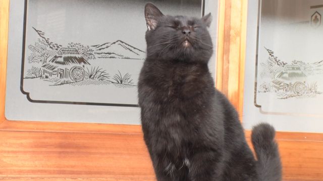 猫パラダイス！『ねこあつめの家』出演キャット秘蔵写真100点（61枚目）