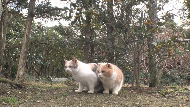 猫パラダイス！『ねこあつめの家』出演キャット秘蔵写真100点（62枚目）