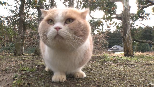 猫パラダイス！『ねこあつめの家』出演キャット秘蔵写真100点（63枚目）