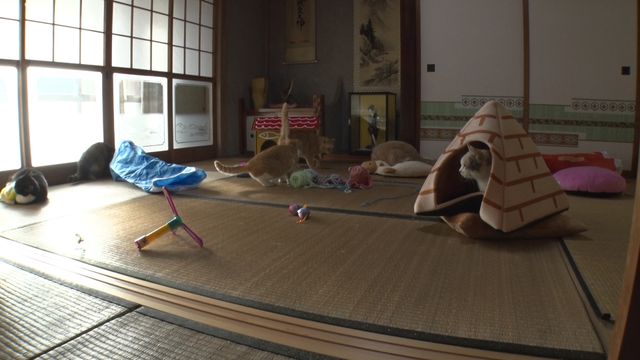 猫パラダイス！『ねこあつめの家』出演キャット秘蔵写真100点（64枚目）