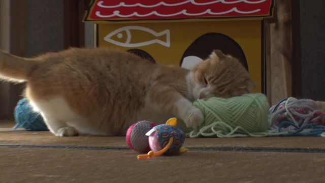 猫パラダイス！『ねこあつめの家』出演キャット秘蔵写真100点（65枚目）