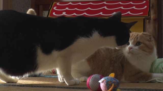 猫パラダイス！『ねこあつめの家』出演キャット秘蔵写真100点（66枚目）