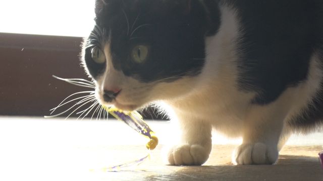 猫パラダイス！『ねこあつめの家』出演キャット秘蔵写真100点（67枚目）