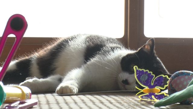 猫パラダイス！『ねこあつめの家』出演キャット秘蔵写真100点（68枚目）