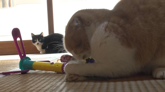 猫パラダイス！『ねこあつめの家』出演キャット秘蔵写真100点（69枚目）