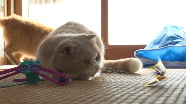 猫パラダイス！『ねこあつめの家』出演キャット秘蔵写真100点（70枚目）