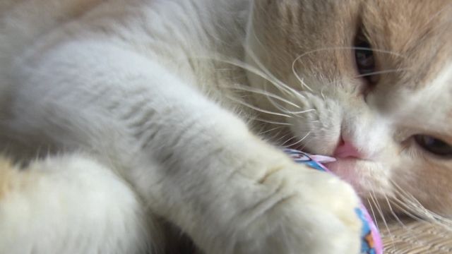 猫パラダイス！『ねこあつめの家』出演キャット秘蔵写真100点（73枚目）