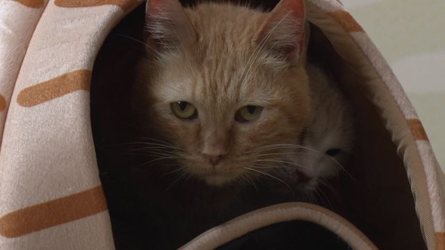 猫パラダイス！『ねこあつめの家』出演キャット秘蔵写真100点（75枚目）