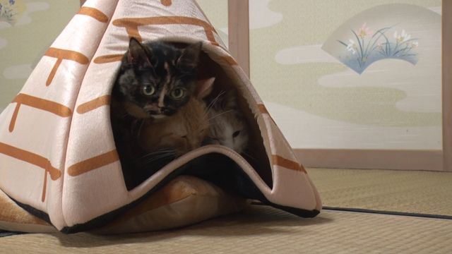 猫パラダイス！『ねこあつめの家』出演キャット秘蔵写真100点（76枚目）