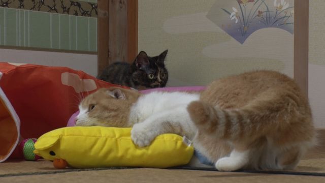 猫パラダイス！『ねこあつめの家』出演キャット秘蔵写真100点（78枚目）