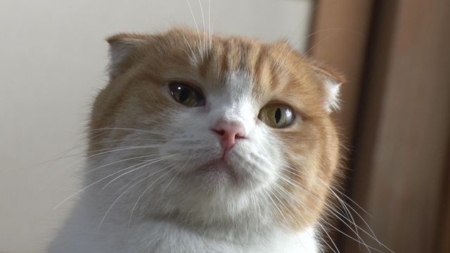 猫パラダイス！『ねこあつめの家』出演キャット秘蔵写真100点（80枚目）